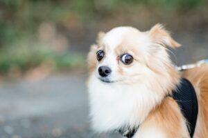 brown and white medium-coated dog